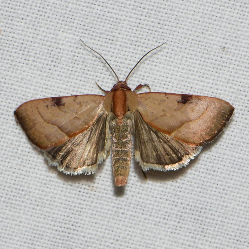 Wedgling Moth, photo 3 of 10