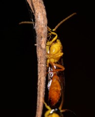 Aculeata