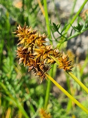 Carex vulpina