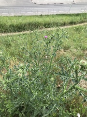 Carduus acanthoides