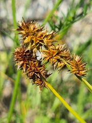 Carex vulpina