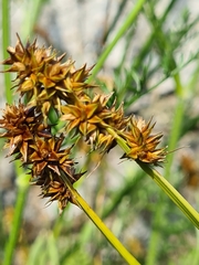 Carex vulpina