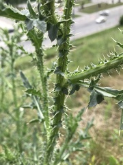 Carduus acanthoides