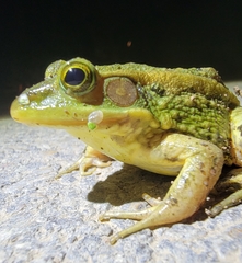 Pelophylax plancyi