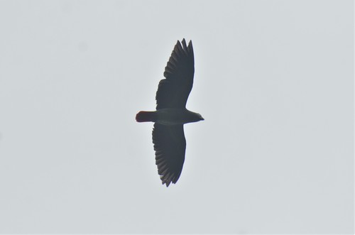 Gray Parrot