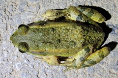 Pelophylax plancyi