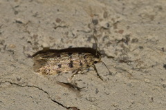Bryotropha domestica