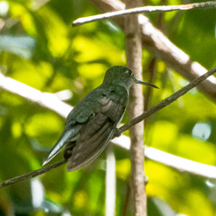 Campylopterus largipennis