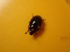 Cyllodes ater