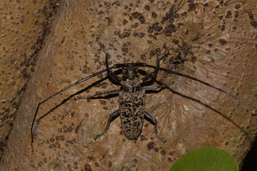 Acalolepta mixta