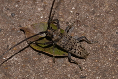 Acalolepta