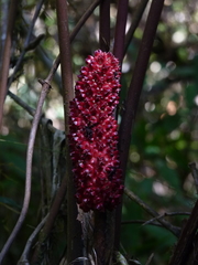 Cyclanthaceae