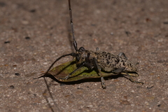 Acalolepta