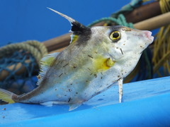 Tripodichthys angustifrons