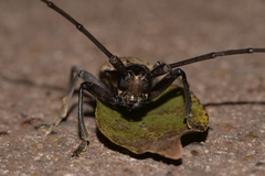Acalolepta