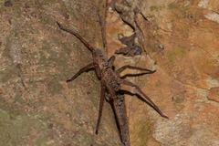 Heteropoda renibulbis