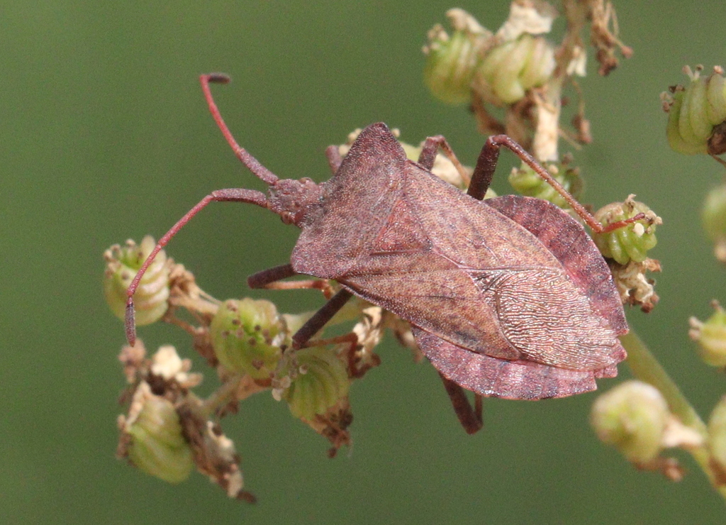 Dock Bug