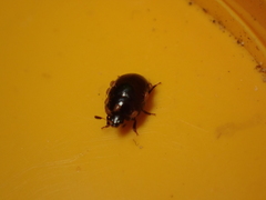 Cyllodes ater