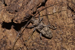 Acalolepta