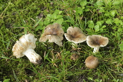 Russula insignis