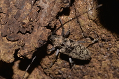 Acalolepta