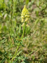 Reseda lutea