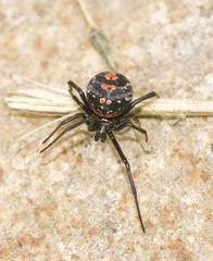 Latrodectus variegatus