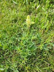 Reseda lutea