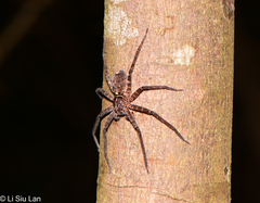 Heteropoda amphora