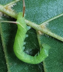 Smerinthinae