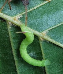 Smerinthinae