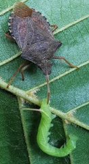 Smerinthinae