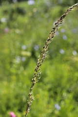 Ustilago perennans