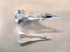 Burhinus oedicnemus