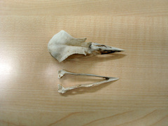 Burhinus oedicnemus