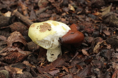 Russula violeipes