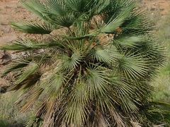 Chamaerops humilis