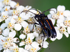 Strangalepta abbreviata