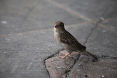 Passer domesticus
