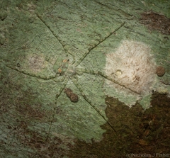 Tamopsis tweedensis