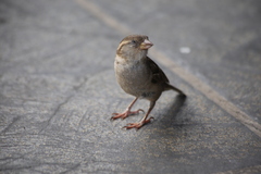 Passer domesticus