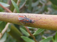 Caenocoris nerii