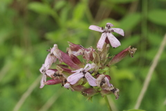 Microbotryum saponariae