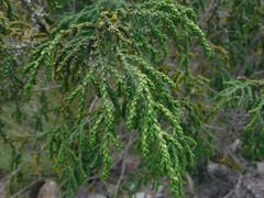 Thymelaea hirsuta