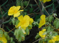 Helianthemum syriacum