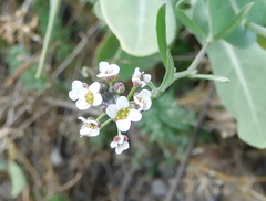 Lobularia maritima