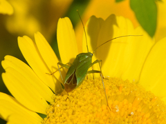 Calocoris