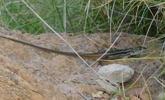 Psammodromus algirus