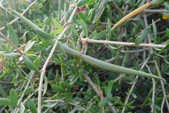 Periploca laevigata angustifolia