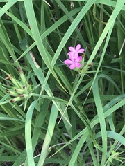 Dianthus armeria